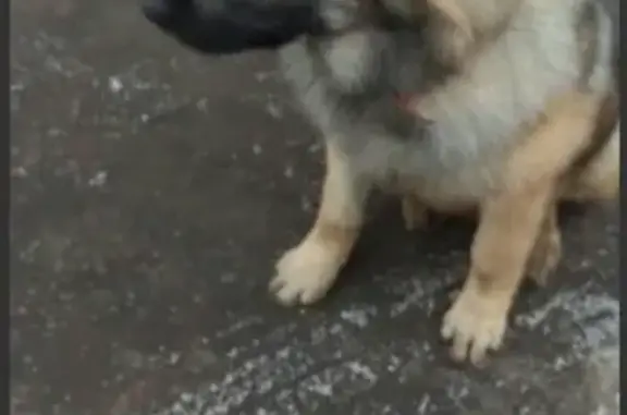 Найден щенок на Рязанском проспекте, Москва