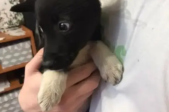 Найден щенок с купированными ушами в Самаре