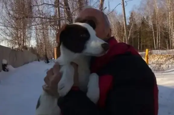 Найдена собака на Алом поле, Челябинск #найденные