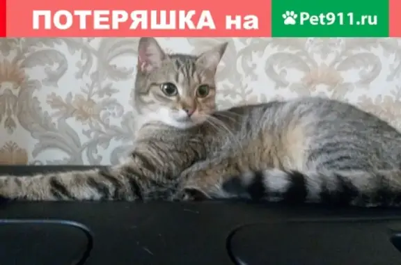 Пропала серая кошка в Балтийске, Лесная-Чехова.