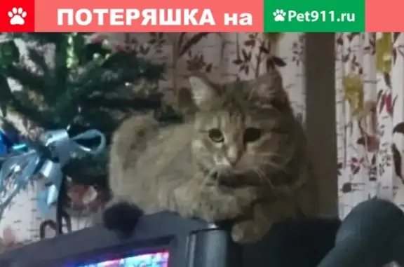 Пропала кошка Мотя на Аминовке, Челябинская область, Аша