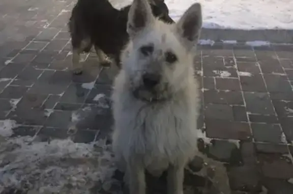 Найдена собака в ошейнике в Южно-Сахалинске