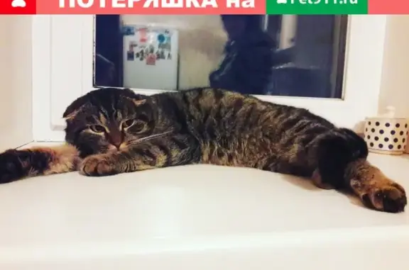 Пропала кошка Тиша в Кунгуре, Пермский край