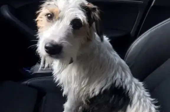 Найдена собака в Петроградском районе СПб