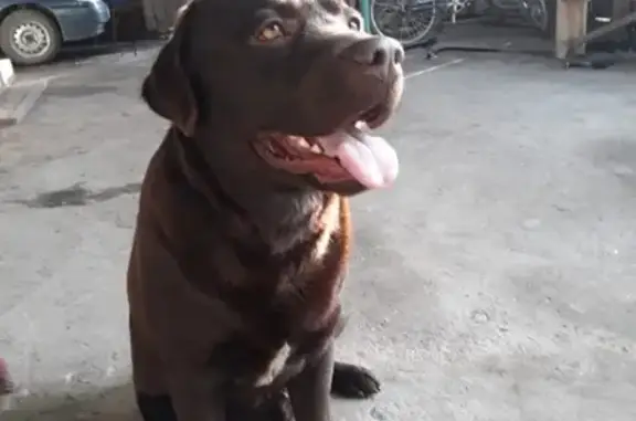 Пропала собака Анон в Майском районе
