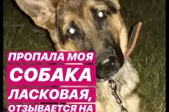 Пропала собака в Ессентуках, вознаграждение гарантировано!