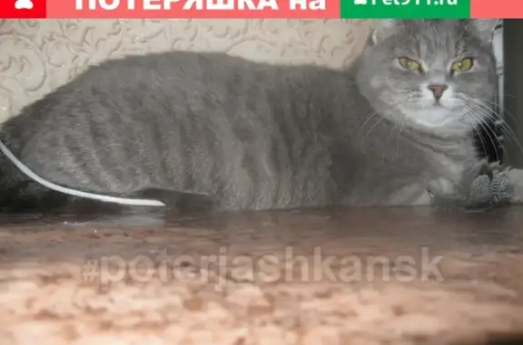 Пропала кошка в Бердске на водозаборе 15.07.18.