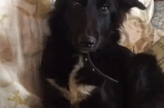 Найдена собака в Таганроге с ошейником
