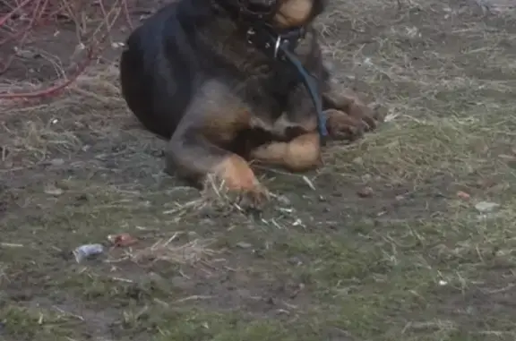 Найдена собака в Центральном районе СПб