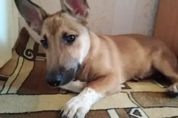 Собака найдена на Ленина 78 в Магнитогорске #потеряшка