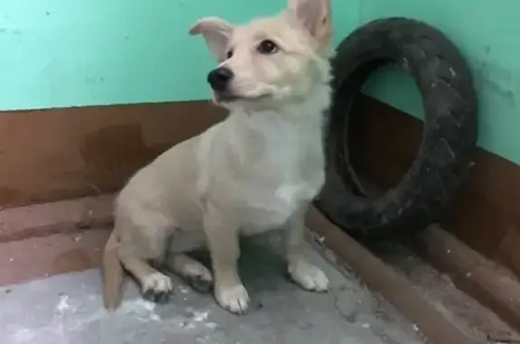 Найдена домашняя собачка в Саратове, нужна передержка