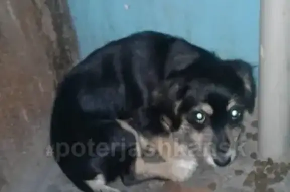 Найдена собака на ул. Баумана в Новосибирске