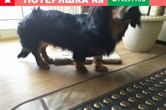 Найдена собака в ЖК Апрель, Тюмень