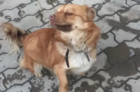 Найден рыжий пёсик на Белорусской улице, Ростов-на-Дону