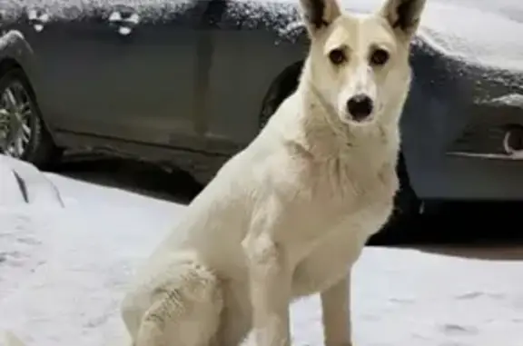 Найдена собака в районе Преображенский, ищет нового хозяина