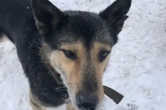 Собака с ошейником в Порошино, Россия