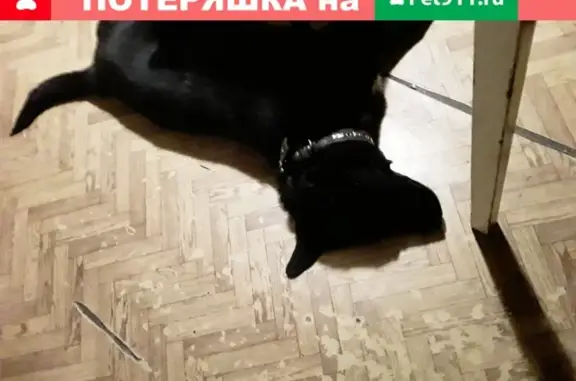 Собака найдена в Мценске, Орловская область.