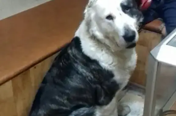 Найдена собака в Екатеринбурге (ВИЗ), черный тигровый окрас с белой головой