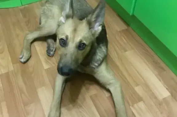 Найдена собака на Большой Затонской, Саратов