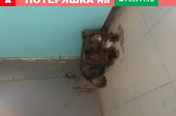 Собака потерялась на Ковалихинской улице в Нижегородском районе