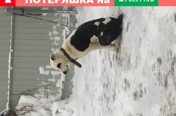 Собака найдена на ул. Ивана Булкина 20 в Самаре