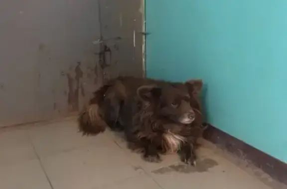 Найдена собака на улице Ковалихинская в Нижегородском районе