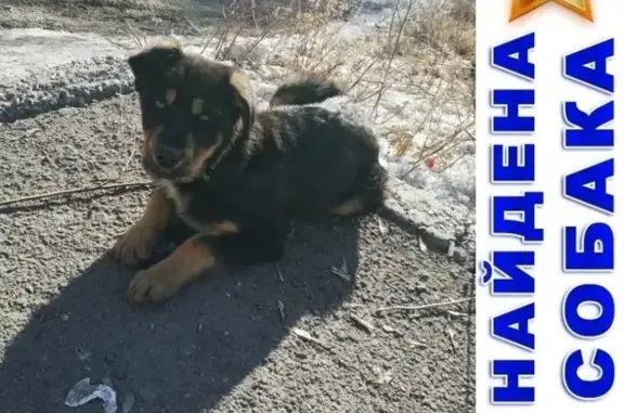 Пропала собака, найден щенок на бульваре Рябикова