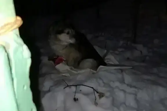 Найдена собака в Щербинке, порода неизвестна
