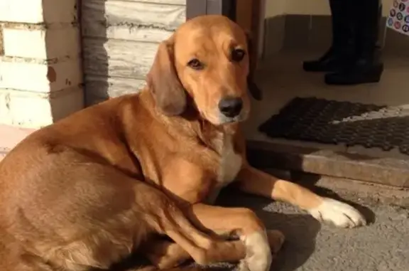 Найдена печальная собака в Изборске