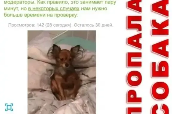 Собаки потеряшки, Ейск (Краснодарский край), фото: Потеряшка собака в Широчанке, Ейск.