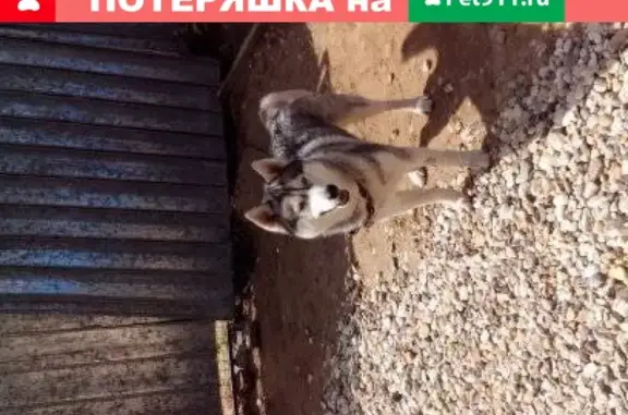 Пропала собака хаски в Конаково, Тверская обл.