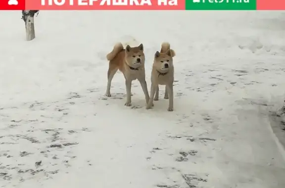 Пропали две акиты в Скурыгино, Чеховский район, Московская область.