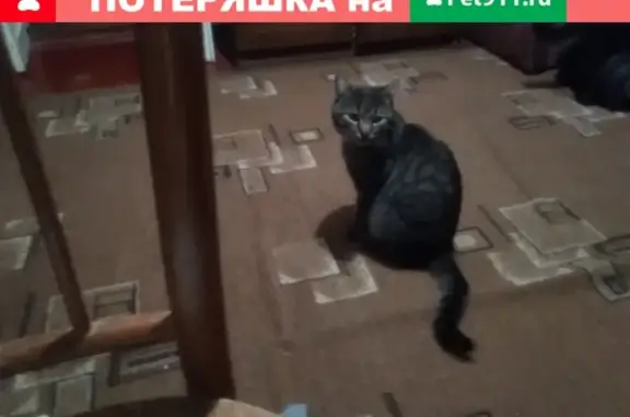Пропала кошка Кот, Спортивная ул. 12, Ростовская обл.