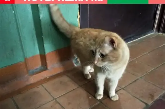 Найден рыжий кот с желтыми глазами в пос. Уемский, Архангельская область