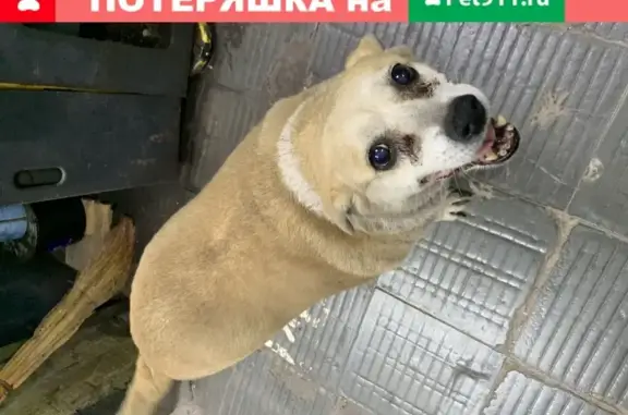 Пропала собака Белка на улице Савушкина, Астрахань