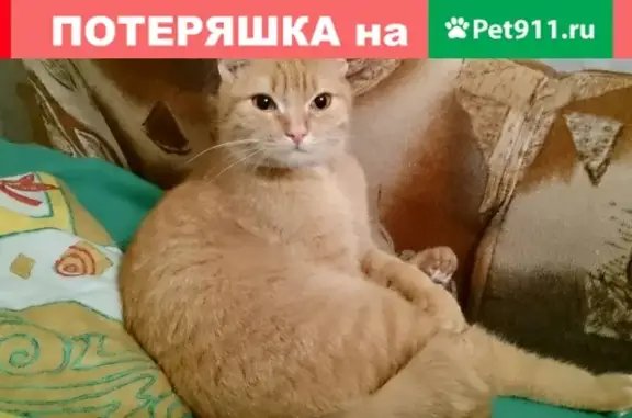 Найдена рыжая кошка с кренделеком хвоста в Костроме, Крупяной переулок 7.
