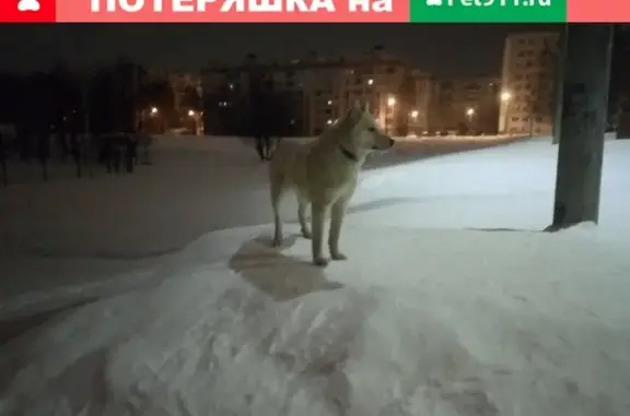 Собака с ошейником в Казани, РТ, Россия