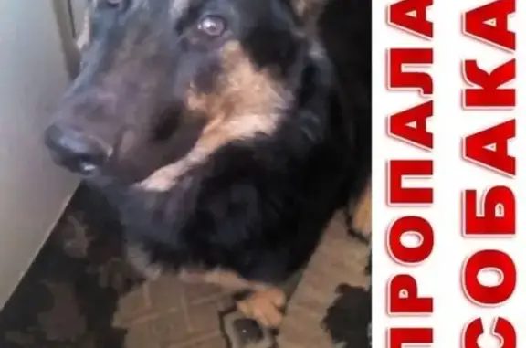 Собаки потеряшки, Владивосток, фото: Потеряшка собака Рекс на улице Баляева