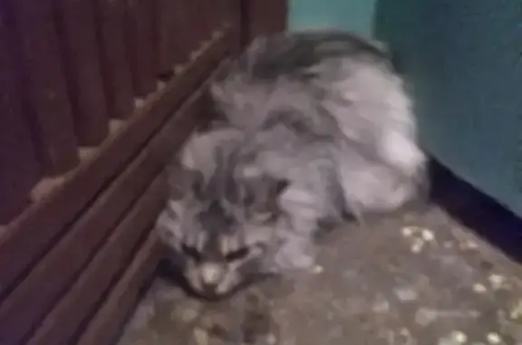 Найдена норвежская лесная кошка: ул. Аркадия Гайдара, 18