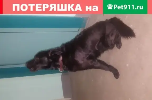 Найден черный кобель с ошейником в Приморском районе, СПб.