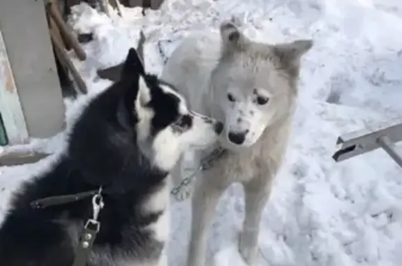 Пропала собака Белый в Лесосибирске, вознаграждение