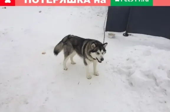 Пропала сука Маламут в р-оне Войновки, Тюмень.