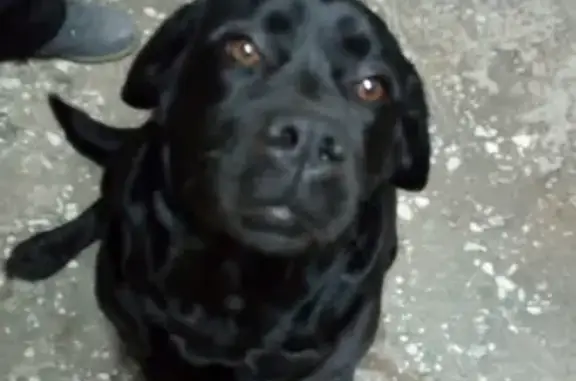 Найдена собака на ул. Краснопролетарской, Ульяновск