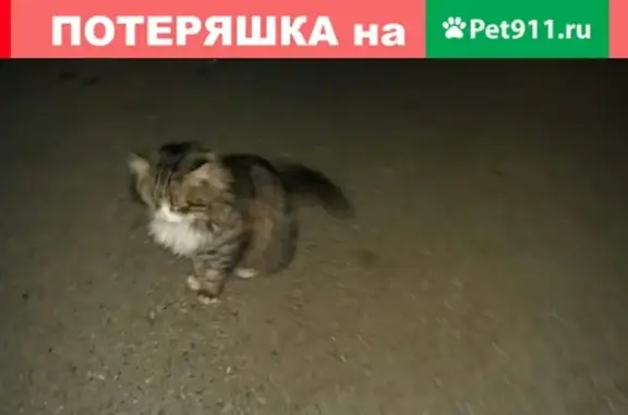 Найден котик в Краснодаре, заберите свою потеряшку