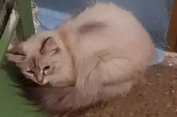 Найдена кошка на Ломоносова 32