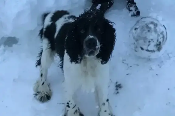 Пропала собака в деревне ХАРДИКОВО, русский охотничий СПАНИЕЛЬ Арчи.