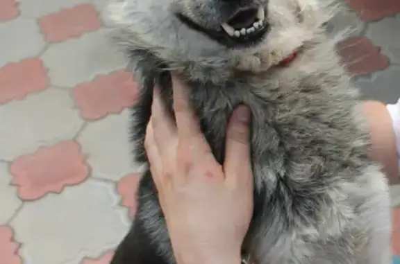 Собаки потеряшки, посёлок Целина, фото: Потеряшка собака в п. Целина, Ростовская обл.