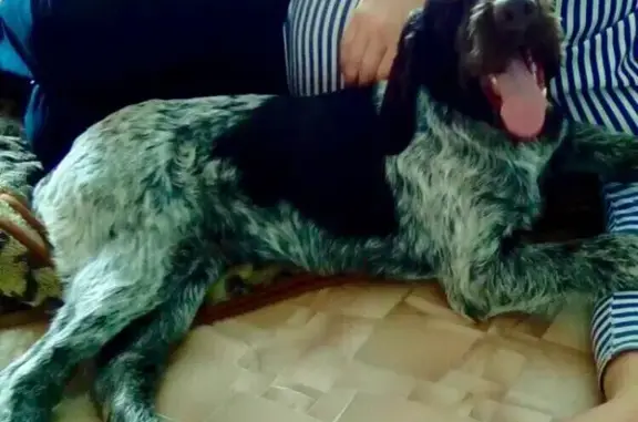 Пропала собака в Ермоловке, Пензенская область