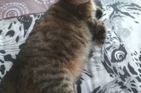 Кошки потеряшки, Киров, фото: Потеряшка кошка Тикси на Московская/Менделеева, Киров.