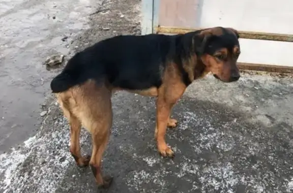 Найдена собака в Красноярске https://vk.com/id144843260